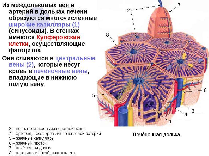 Рисунок дольки печени