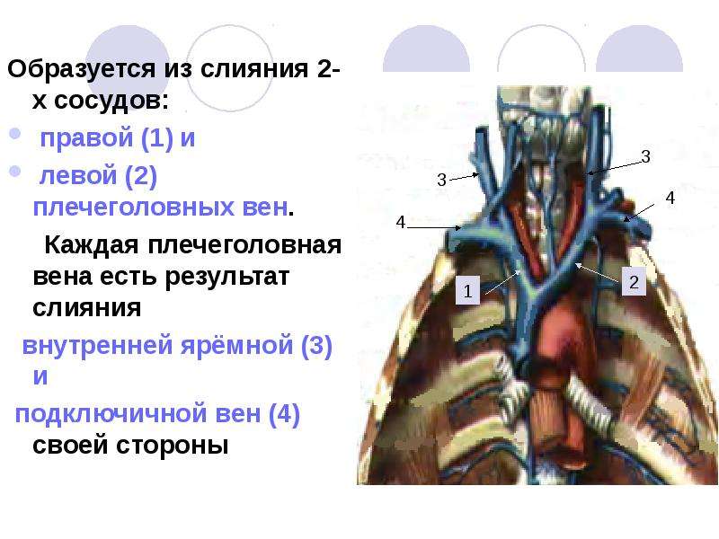 Правая плечеголовная вена