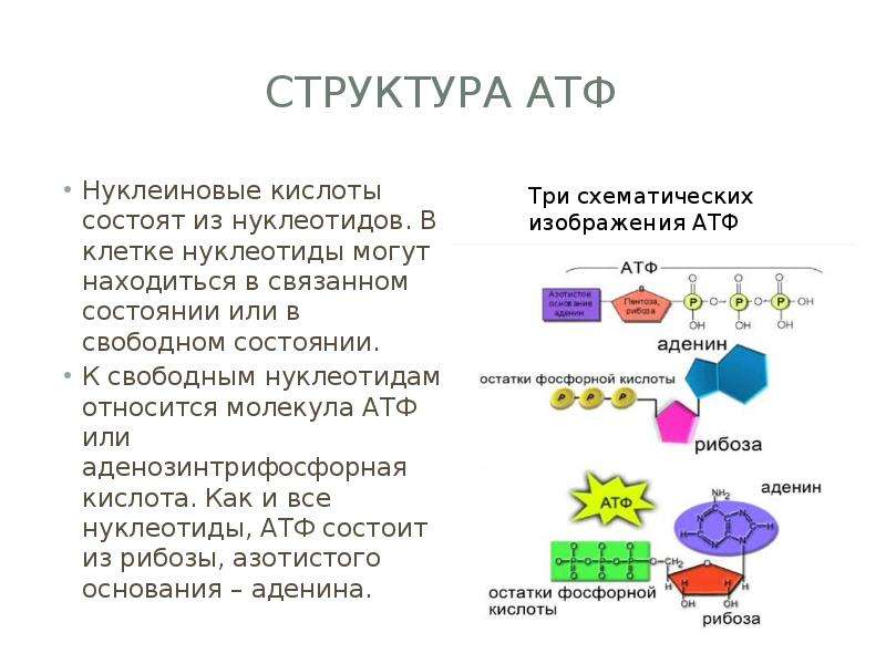Атф поглощается. АТФ строение и функции. Функции АТФ биология. АТФ: строение, функции, Синтез. Структура полинуклеотидных цепей АТФ.