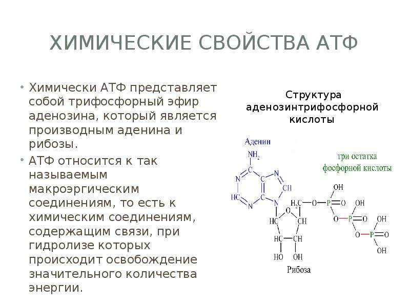 Как называется атф. Химическое строение АТФ. Строение АТФ биохимия. Функции АТФ кратко. Структура АТФ биохимия.