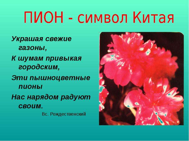 Азалии язык цветов. Символ Китая цветок. Растение символ Китая. Пионы на языке цветов. Пион символ Китая.