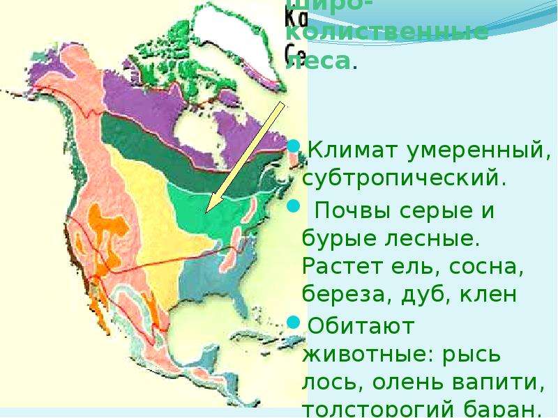 План характеристики природной зоны северной америки