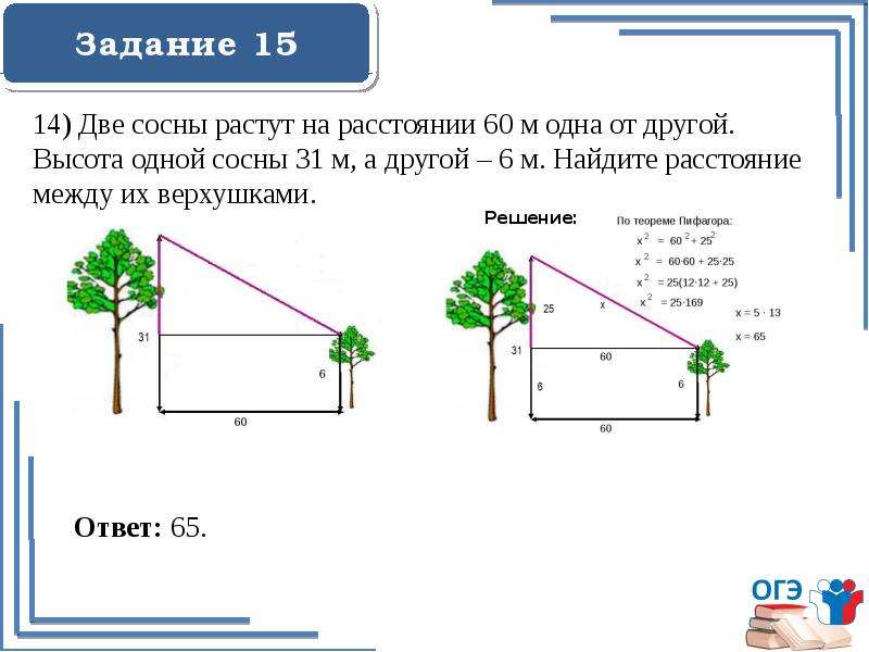 Расстояние 14. Две сосны растут на расстоянии. Задача про сосны. В 60 метрах одна от другой растут две сосны. 2 Сосны растут на расстоянии.