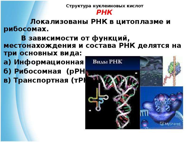 Структура нуклеиновых кислот химия 10 класс презентация