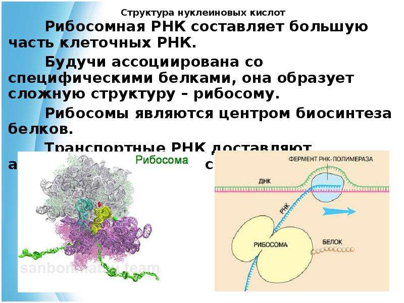 Биосинтез белка роль рнк. Рибосомная РНК. Состав РНК протеиновых частиц в рибосоме. Рибосомальная РНК функции. Строение рибосомы с ТРНК.