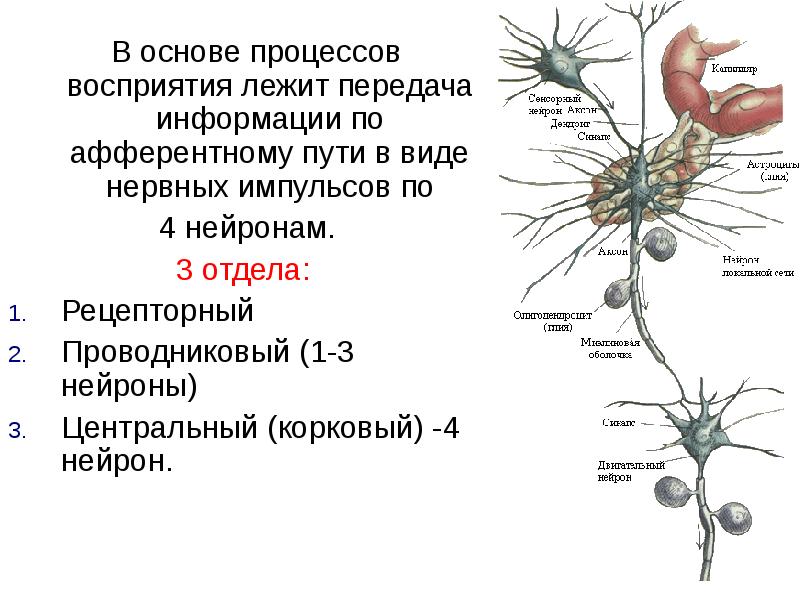 Передача импульса нервной клетки в. Схема передачи нервных импульсов по нейронам. Скорость передачи нервных импульсов в теле человека. Нейрон передача импульса. Скорость передачи импульса в нейронах.