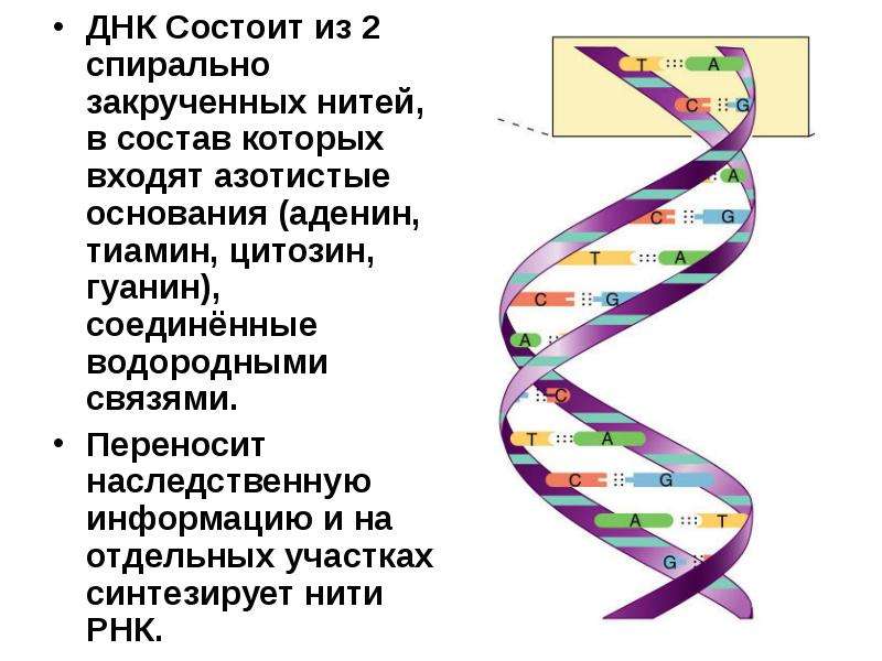 Днк состоит из двух