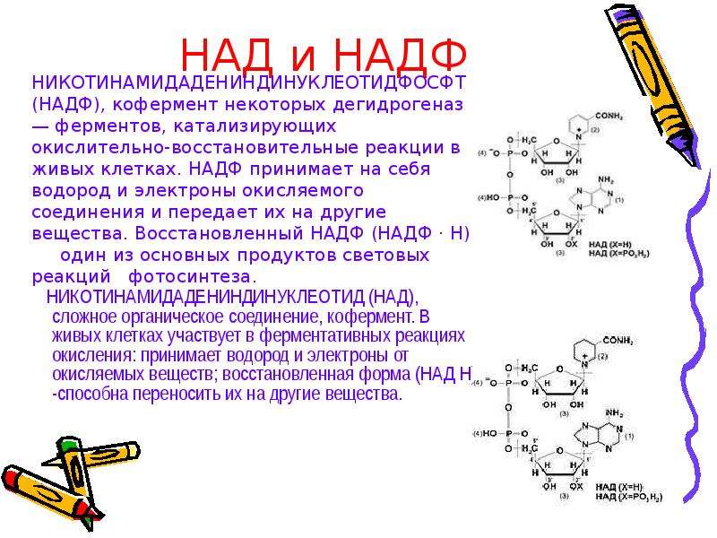 Атф и надф н. Кофермент НАДФ витамин. Молекула НАДФ. НАДФ формула. НАДФ химическая формула.