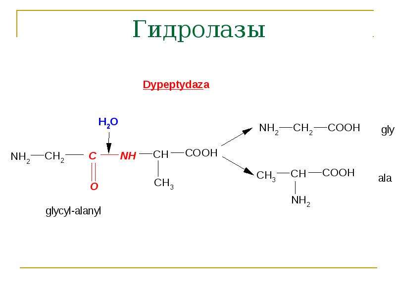 К гидролазам относятся. Гидролазы. Гидролазы ферменты. Кислые гидролазы. Гидролазы химическая структура.