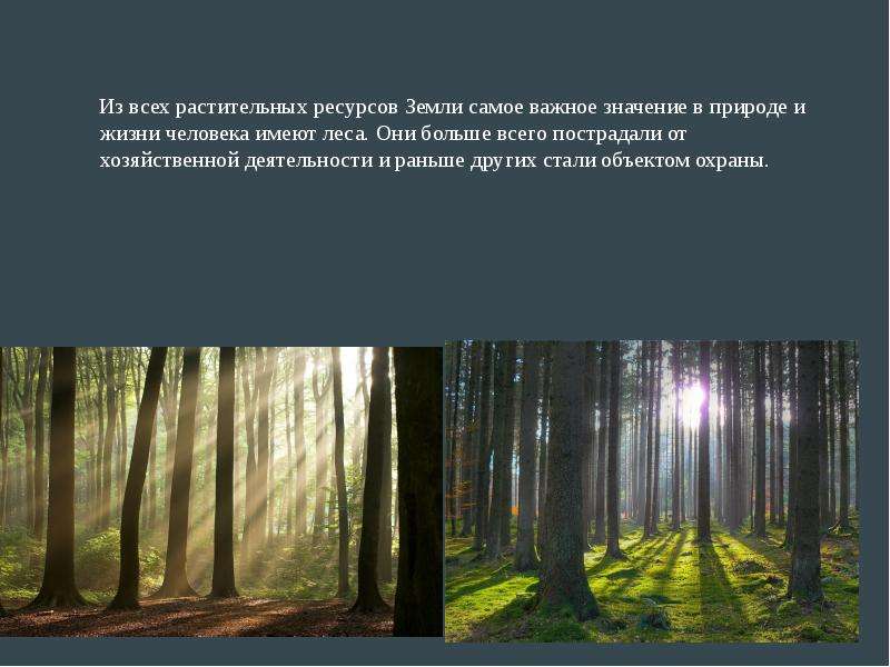 Природный лес относят к. Защиты растительного Покрова. Современное состояние и охрана растительности. Современное состояние и охрана растительности экология.