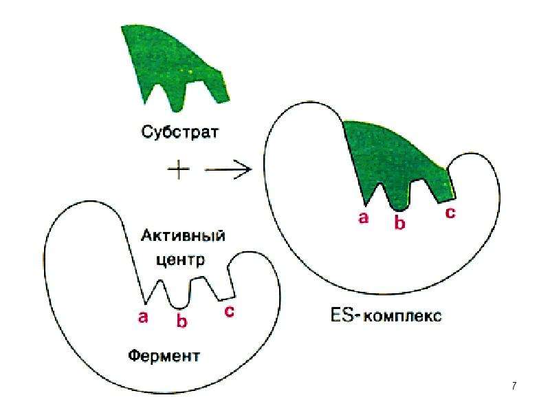 Строение фермента рисунок