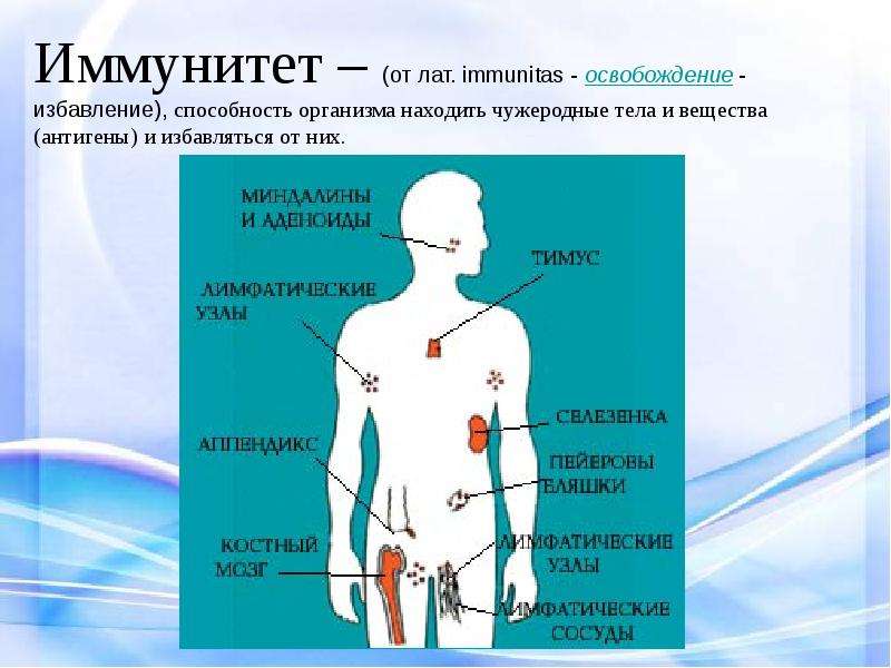 Иммунитет презентация медицина