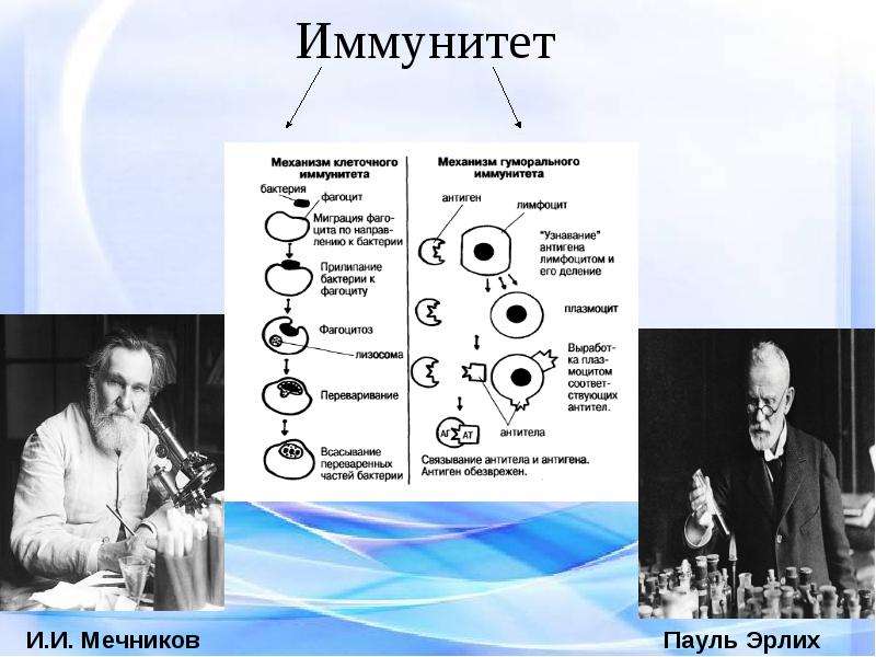 Мечников создал учение о клеточном иммунитете. Гуморальная теория иммунитета Эрлих. Пауль Эрлих гуморальный иммунитет. Мечников теория гуморального иммунитета. Эрлих Пауль открытие гуморального иммунитета.