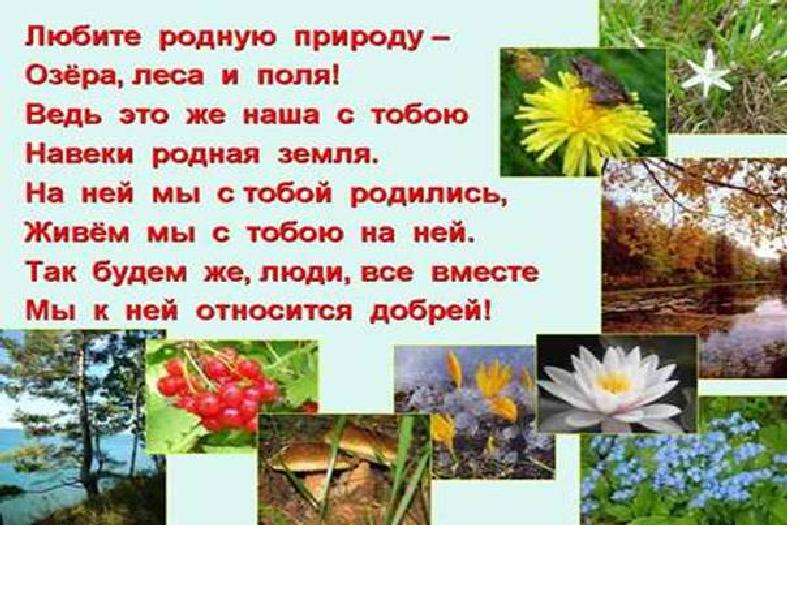 Проект родная природа. Природа для презентации. Проект на тему природа и мы. Проект о природе. Рассказ о красоте растений родного края.