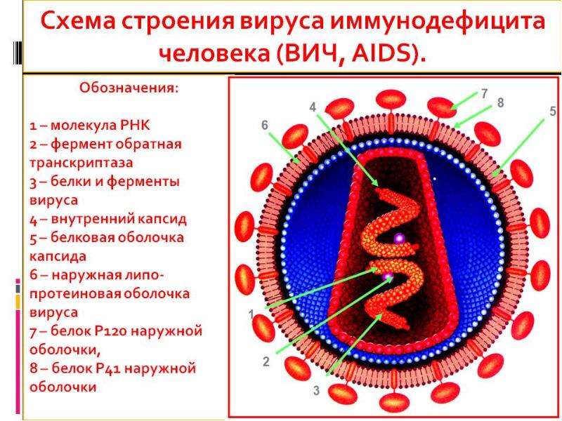 Проект про вич