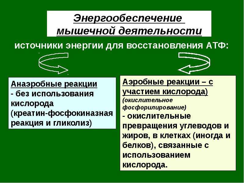 Источник деятельности. Источники энергии мышечной деятельности. Энергообеспечение мышечной деятельности. Механизмы энергообеспечения. Источники энергии для мышечной работы.