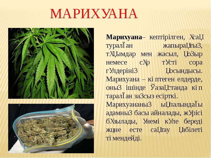 Анаша и марихуана отличия how marihuana impacts guts