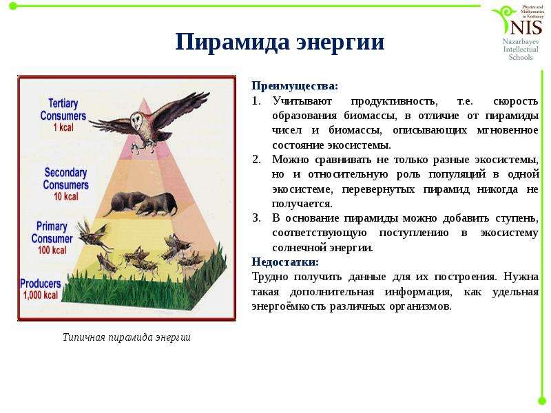 Пирамида энергии. Экологическая пирамида энергии. Поток энергии в экосистемах экологические пирамиды. Пирамида энергии экология. Потоки энергии в пирамиде.