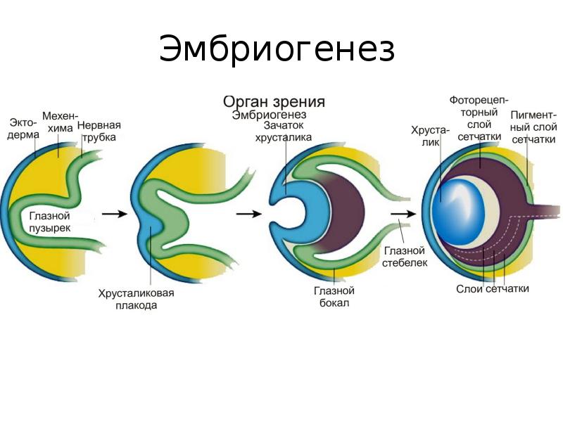 Развитые органы зрения. Эмбриогенез органа зрения. Эмбриональное развитие глаза человека. Эмбриогенез сетчатки. Формирование глаза в эмбриогенезе.