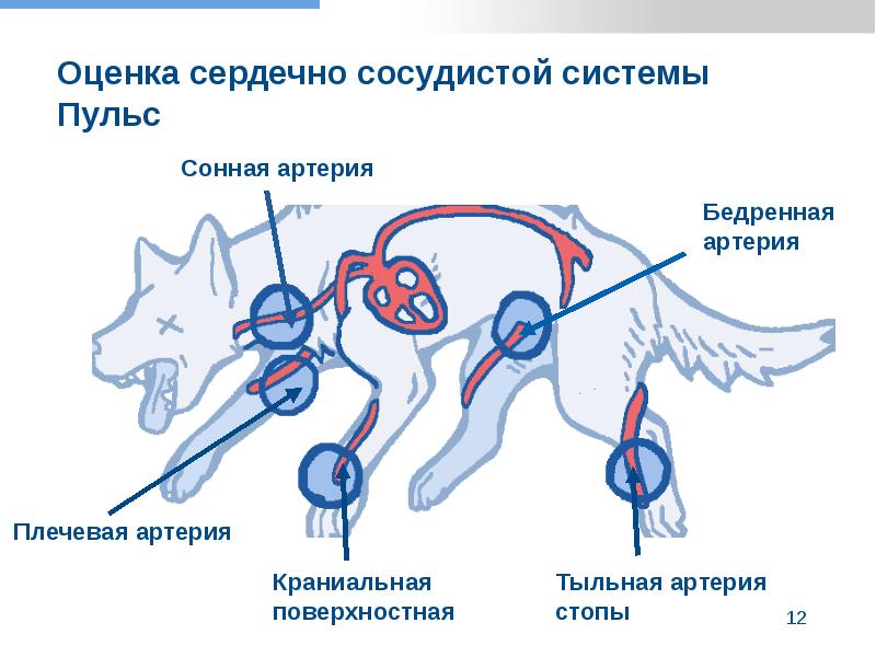 Кровеносная система собаки рисунок