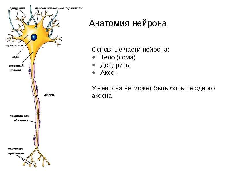 Деление нервных клеток