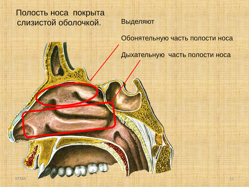 Обонятельная зона расположена. Обонятельная и дыхательная области носовой полости. Обонятельная и дыхательная части полости носа. Обонятельная и дыхательная области полости носа анатомия. Дыхательная часть носовой полости.