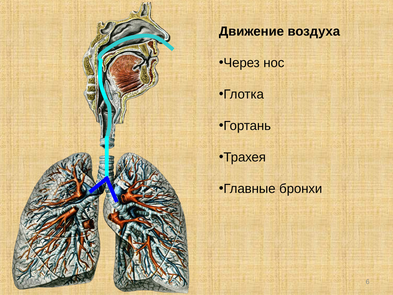 При вдохе воздух проходит через. Дыхательная система. Органы дыхания. Движение воздуха по организму. Дыхательная система человека.
