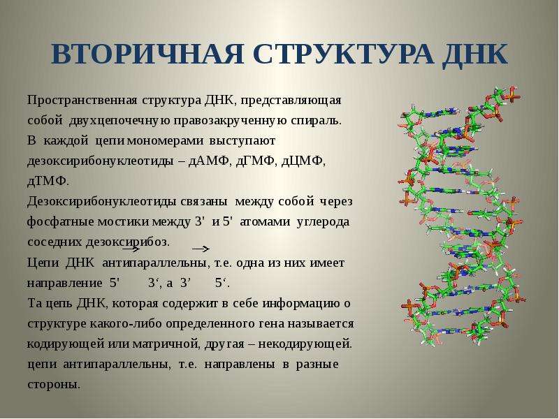 Вторичная структура днк. Вторичная структура ДНК представляет собой спираль правозакрученную. Вторичная структура ДНК представлена. Втотичная структуратднк.