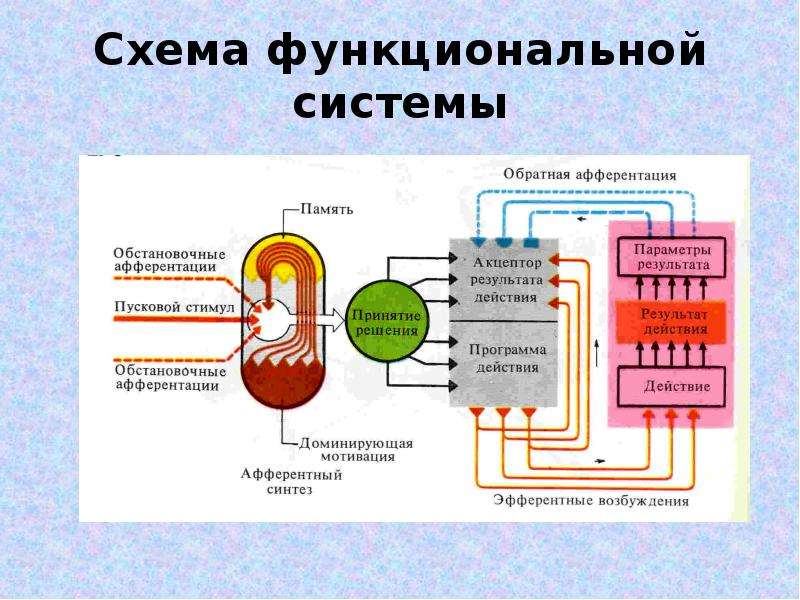 Общая схема функциональной системы организма