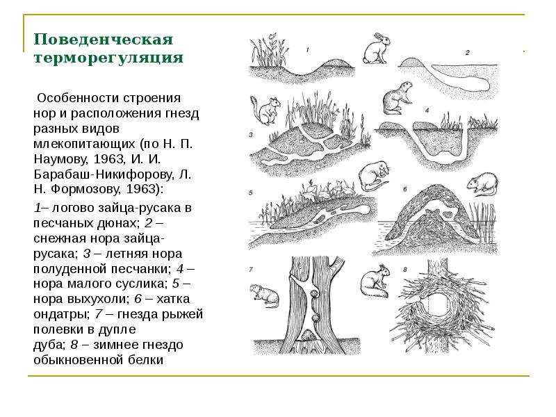 Схема лисьей норы