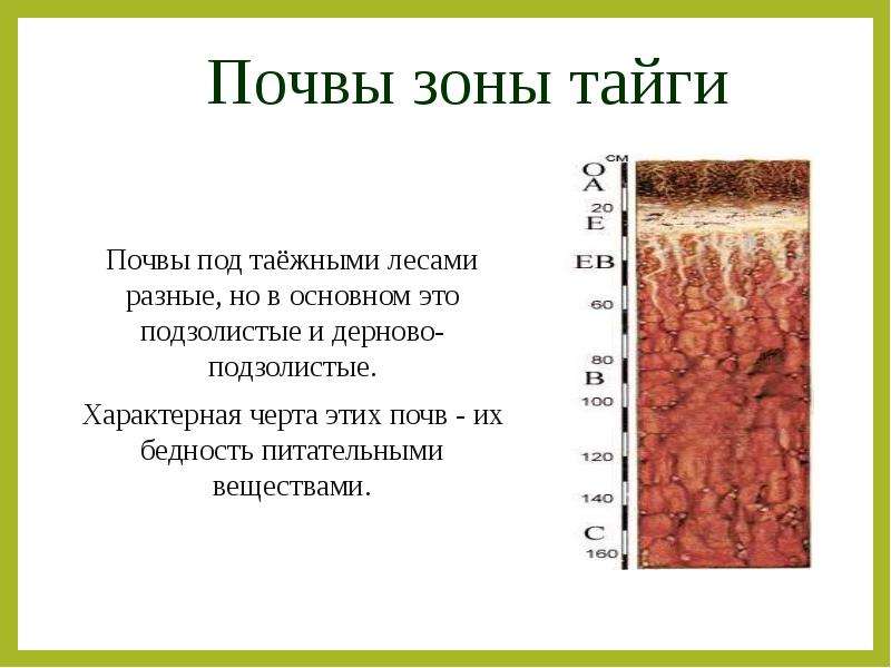 Какие почвы в природных зонах. Дерново-подзолистые почвы природная зона. Природная зона дерново подзолистые почвы почв. Дерново-подзолистые почвы и подзолы таежно-Лесной зоны.. Природная зона дерново-подзолистой почвы таблица.