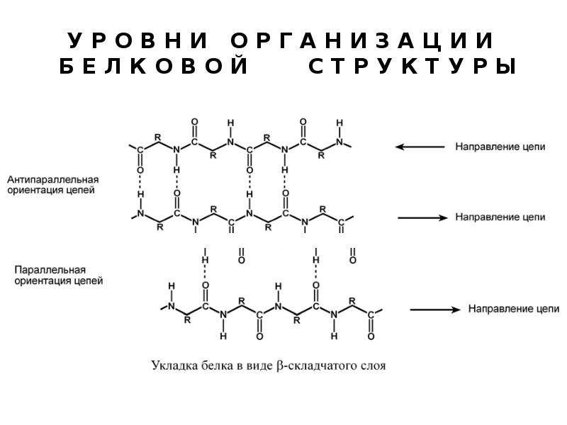 Т белок. Поперечные сшивки в белках. Антипараллельная ориентация цепей. Антипараллельная ориентация цепей в белке. Боковые цепи белков.