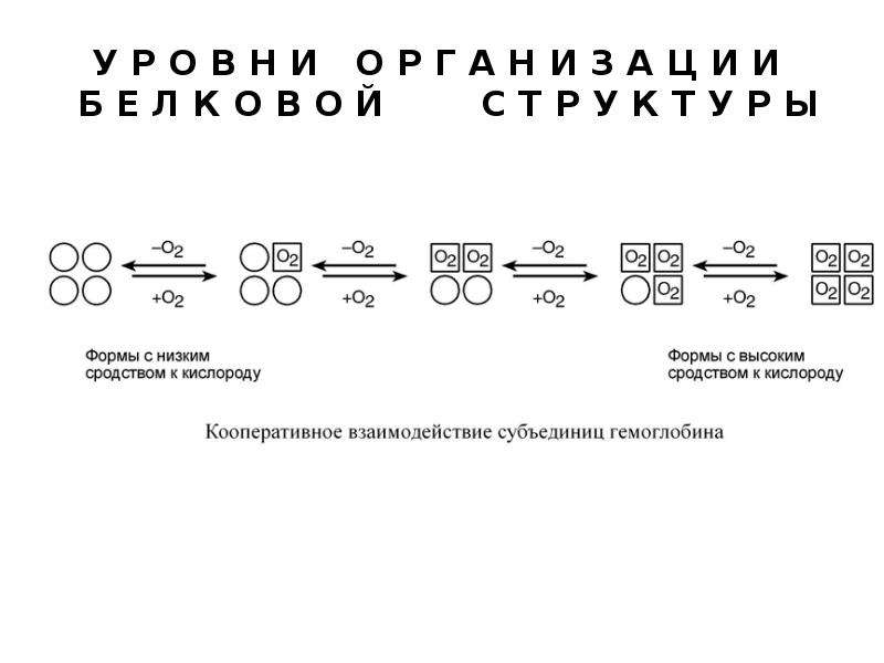 Кооперативное взаимодействие белков. Белок mpt64. Белок с наименьшим сродством к кислороду.