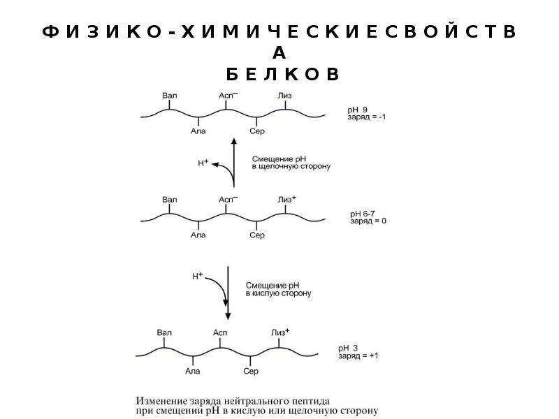 Заряд серы. Нейтральные пептиды. Сер заряд пептидов. Куда смещается пептид в нейтральной среде. Дентинный сиалофосфопротеин; процессинг белка и функции фосфорина.