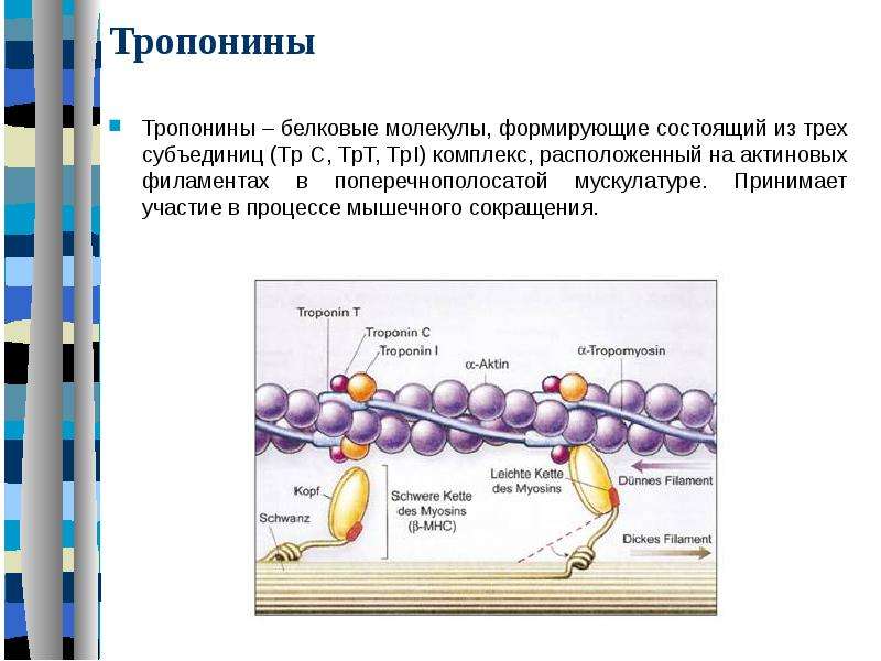 Тропонин норма у мужчин. Тропонин субъединицы. Тропонин биохимия. Тропонин анализ.