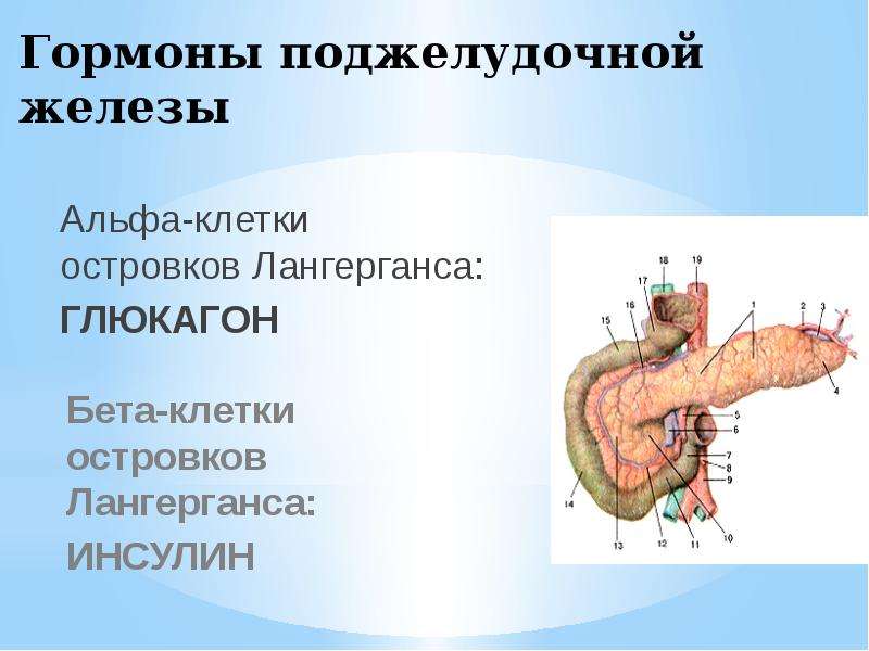 Какой гормон вырабатывает поджелудочная железа. Гормоны островков поджелудочной железы. Поджелудочная железа островки Лангерганса гормоны. Гормон Альфа-клеток поджелудочной железы. Альфа клетки гормоны поджелудочной.