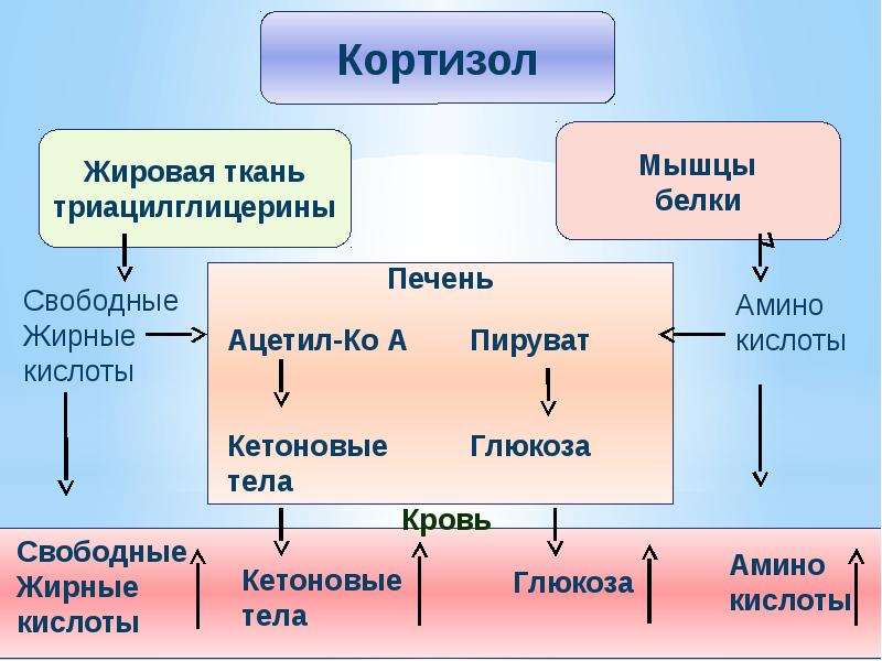 Обмен белков углеводов и жиров презентация 8 класс