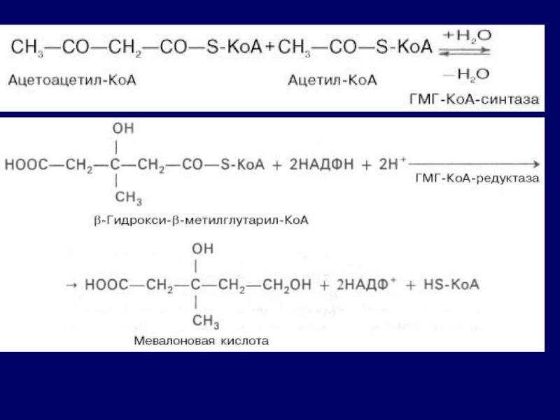 Коа. Ацетат в ацетил КОА. Ацетоацетил скоа в ГМГ кос. ГМГ КОА синтаза. Ацетоацетил КОА В ГМГ КОА.