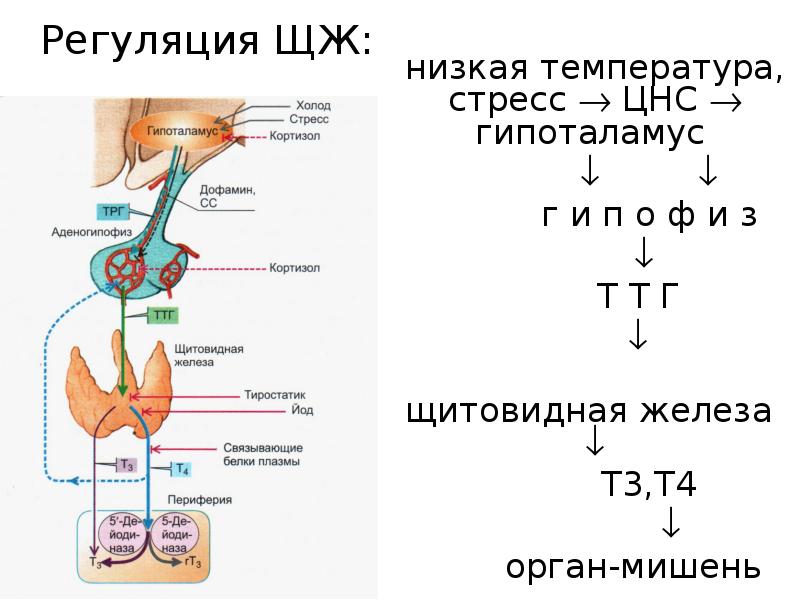 Тироксин органы мишени. Секреция гормонов щитовидной железы схема. Регуляция гормонов щитовидной железы схема. Регуляция секреции гормонов щитовидной железы схема. Схема выработки гормонов щитовидной железы.
