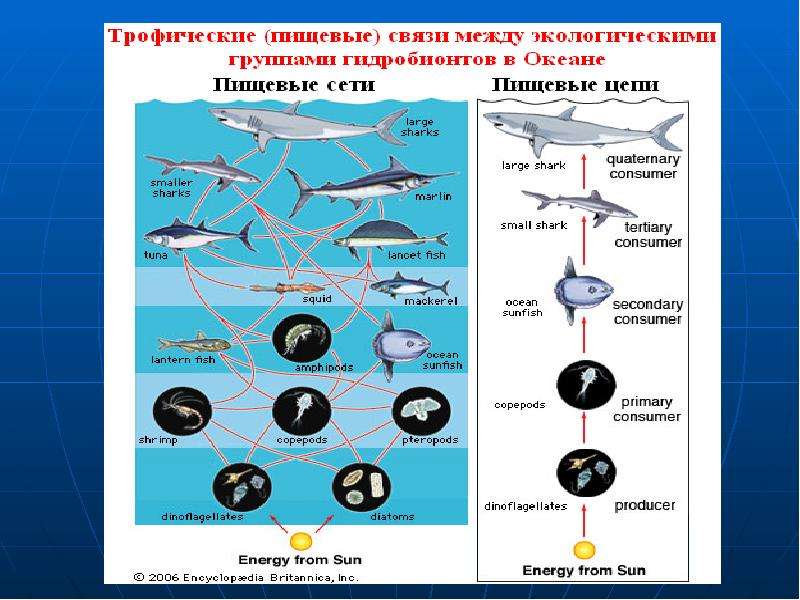 Группы водных организмов таблица. Экологические группы рыб. Экологические группы рыб таблица. Экологические группы в океане. Классификация водных организмов.