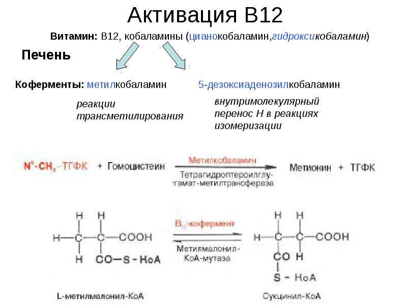 Витамины группы б презентация биохимия