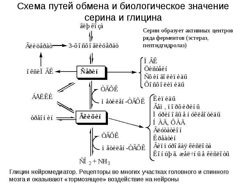 Схема обмена глицина и серина