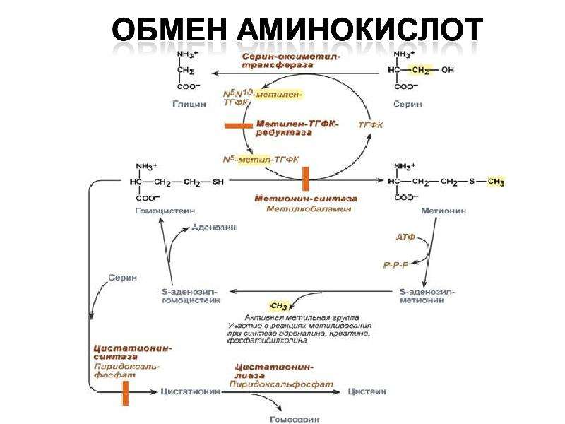 Пул аминокислот в клетке общая схема поступления и расходования аминокислот