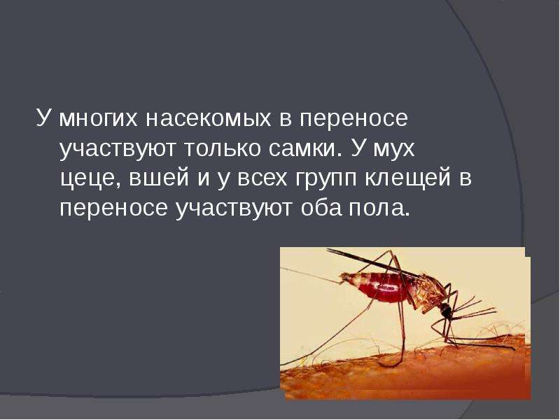 Сообщение о мухе ЦЕЦЕ. Мухи трансмиссивные болезни. Муха ЦЕЦЕ строение. Ареал обитания мухи ЦЕЦЕ.