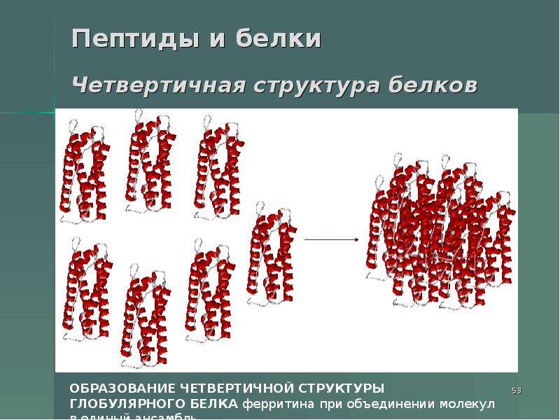 Белки и пептиды презентация