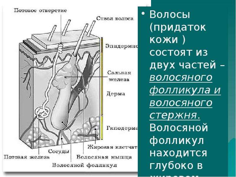 Придатки кожи. Придатки кожи волосы и ногти. Придатки кожи волосы ногти сальные и потовые железы. Придатки кожи презентация. Перечислите придатки кожи.