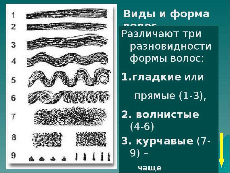 Типы волос презентация