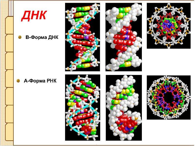 Форма днк. ДНК сенсоры. Сахарофосфатный остов ДНК. Сахарофосфатный остов РНК. ДНК-сенсоры с включением политиофена.