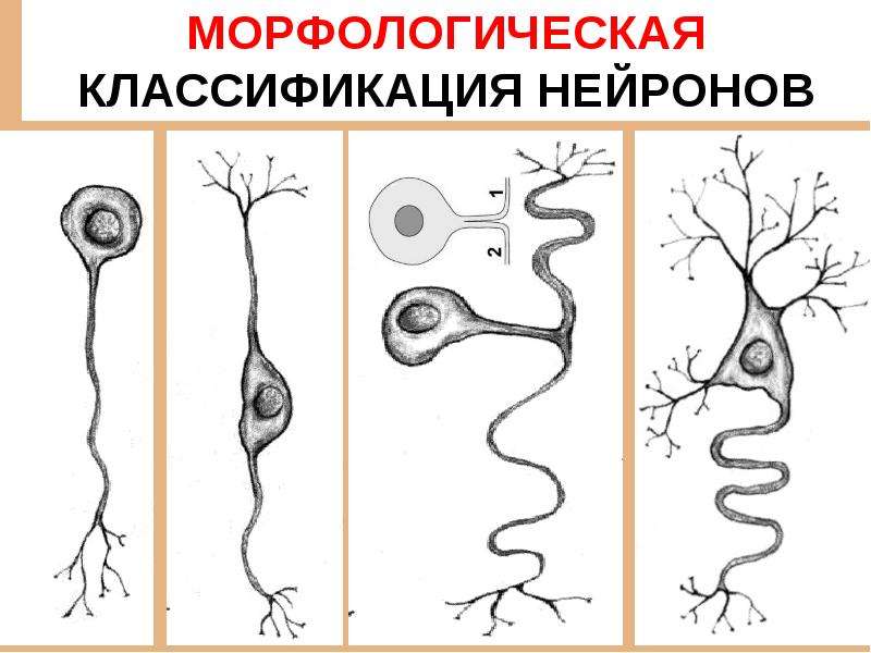 Схема классификация нейронов