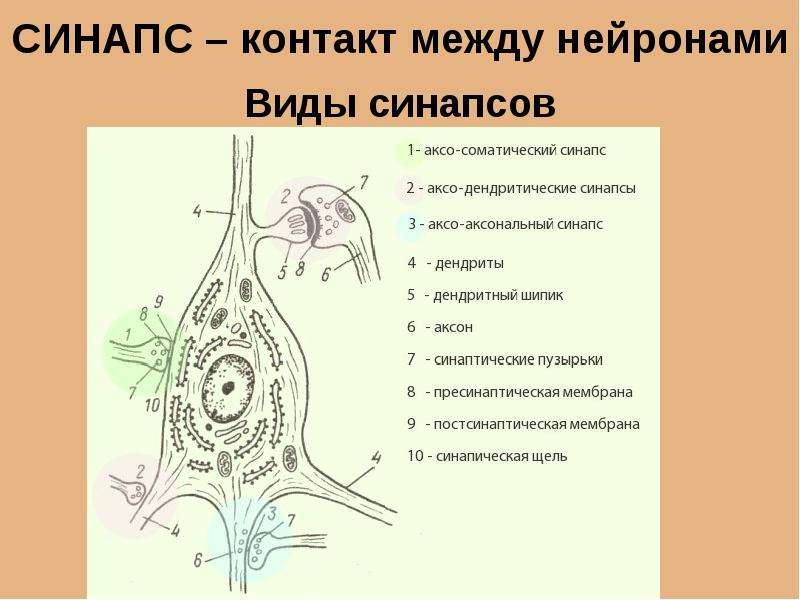 Синапс между. Типы синапсов схема. Схема нейронов и синапсов. Строение нейрона и синапса. Аксодендритические синапсы.